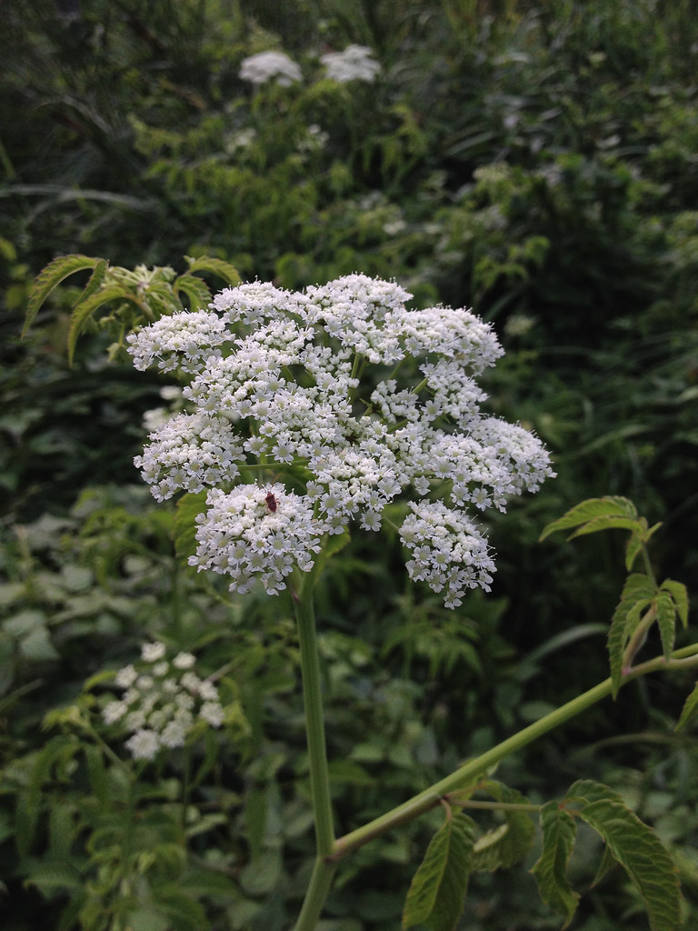 Water Hemlock