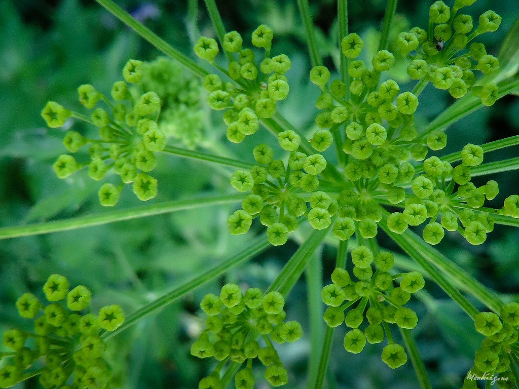 Wild Parsnip