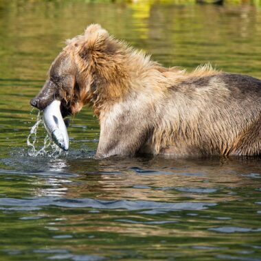 Animals That Eat Fish