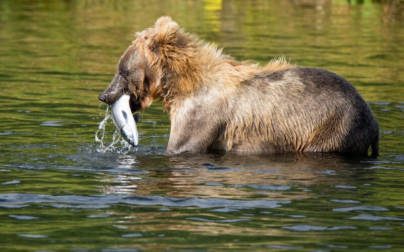 Animals That Eat Fish