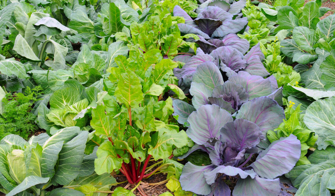 Vegetables to Grow in Winter in Florida