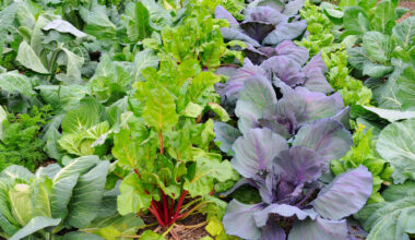 Vegetables to Grow in Winter in Florida