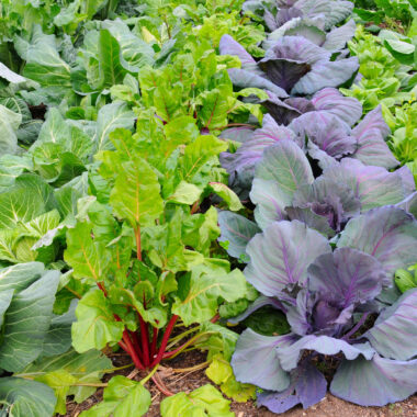 Vegetables to Grow in Winter in Florida