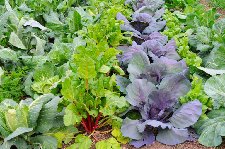 Vegetables to Grow in Winter in Florida