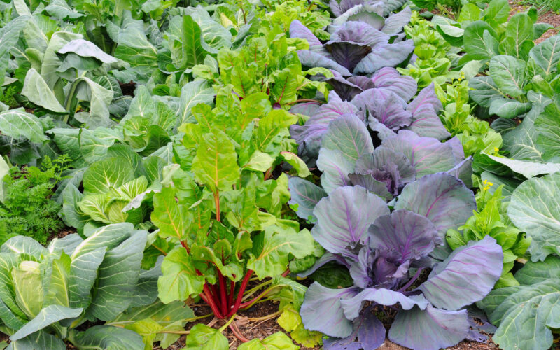 Vegetables to Grow in Winter in Florida