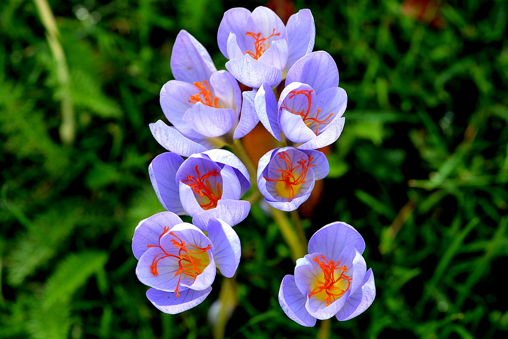 Autumn Crocus