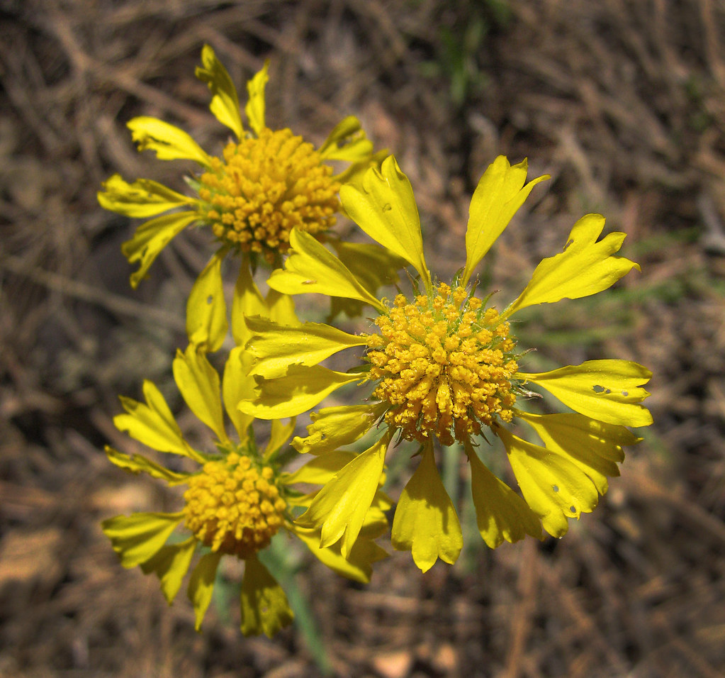 Bitterweed