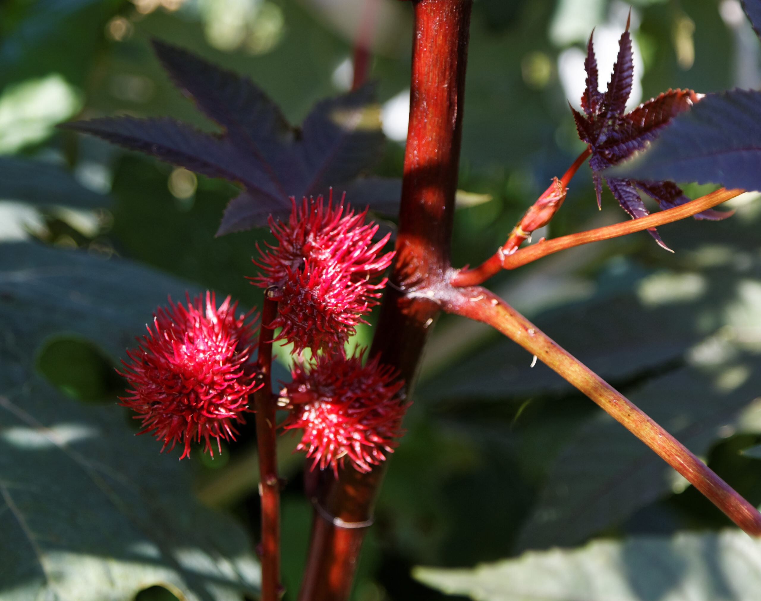 Castor Bean plant