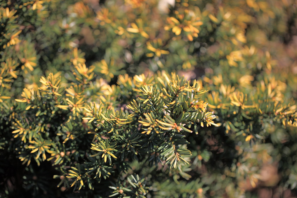 Japanese Yew