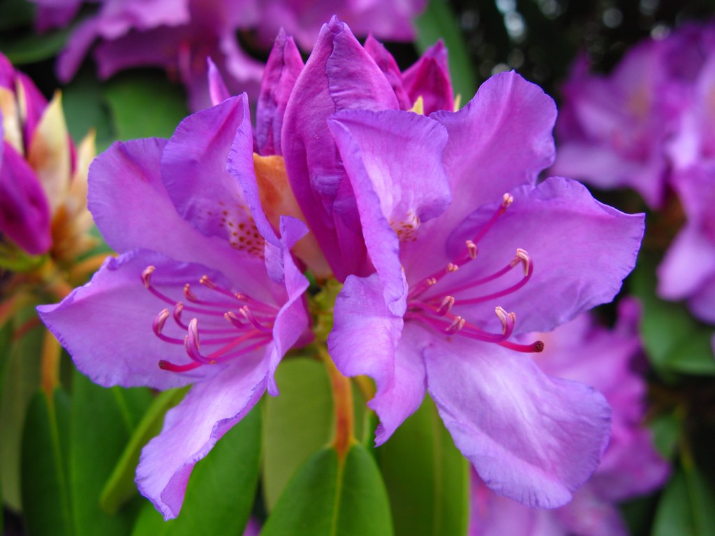 Rhododendron