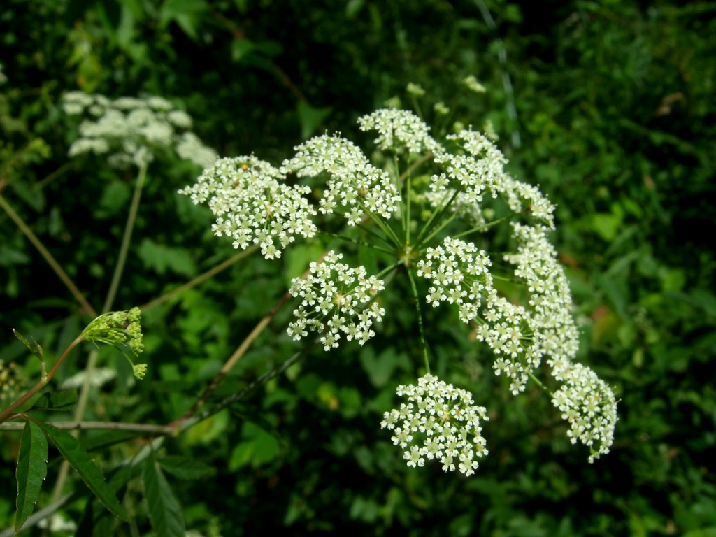 Water Hemlock