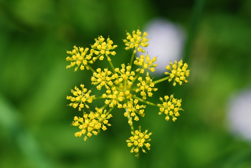 Wild Parsnip