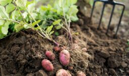 plants to grow with potatoes