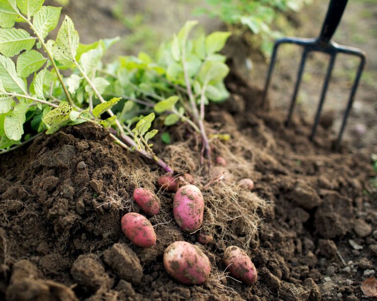 plants to grow with potatoes