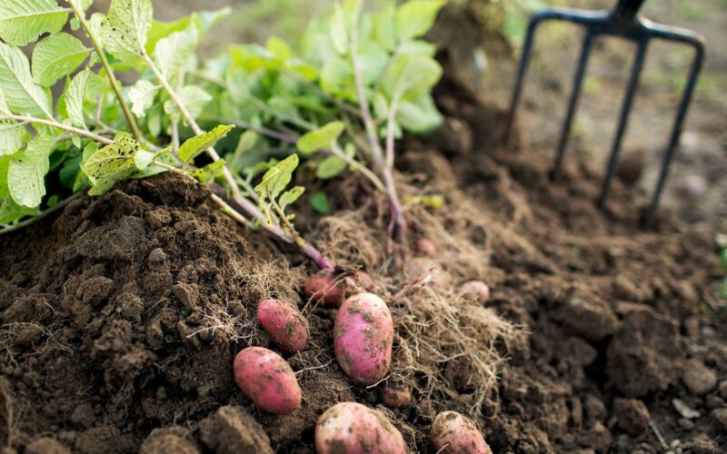 plants to grow with potatoes