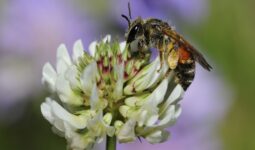 Vines That Attract Bees