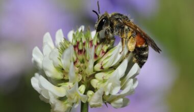 Vines That Attract Bees