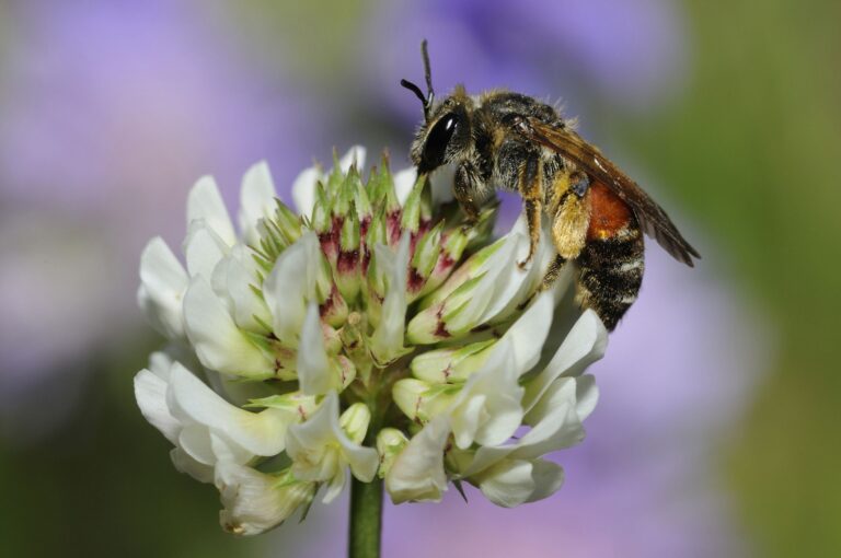 Vines That Attract Bees