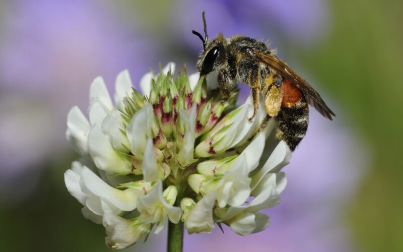 Vines That Attract Bees