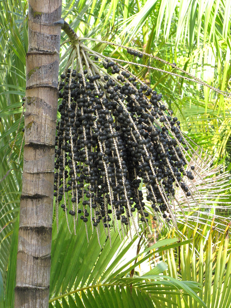 Acai Palm (Euterpe Oleracea) – Acai Berries