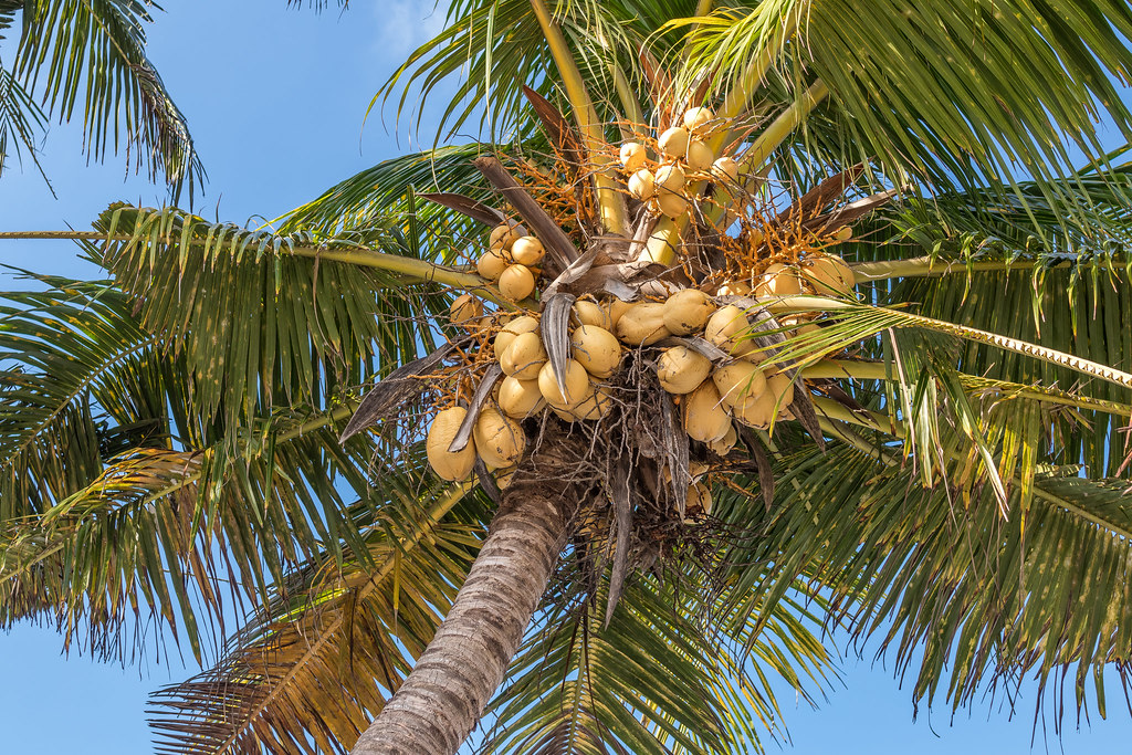 Coconut Palm