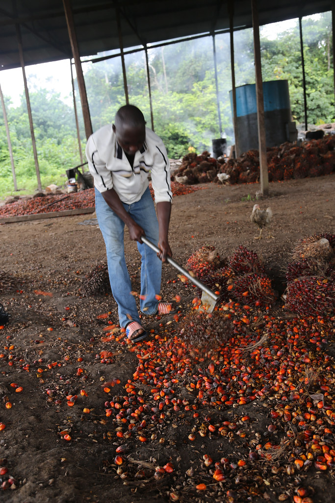 Oil Palm (Elaeis Guineensis) – Oil Palm Fruit