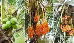 palm trees and the fruits they bear
