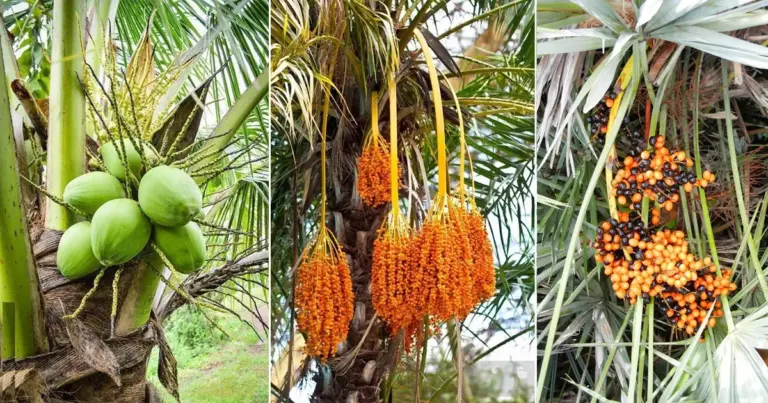 palm trees and the fruits they bear