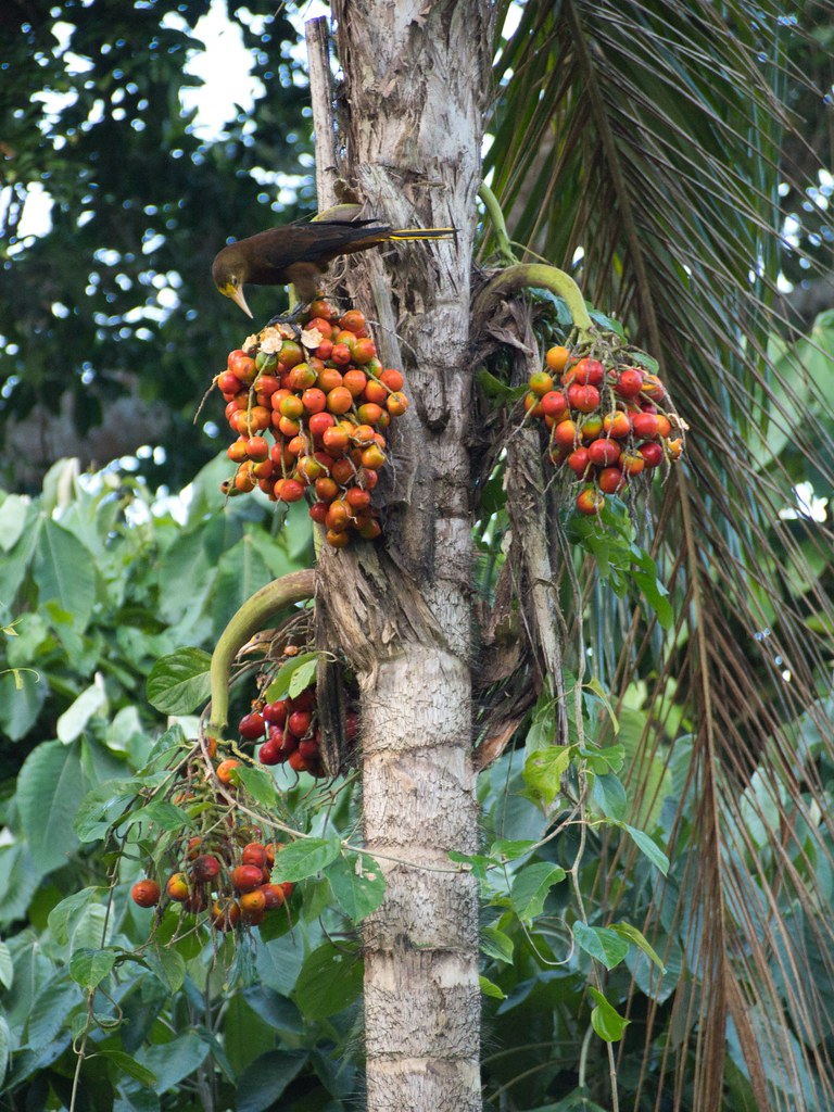 Peach Palm (Bactris Gasipaes) – Peach Palm Fruit (Chontaduro)