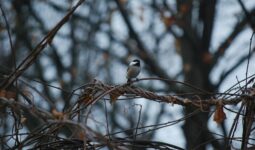 Vines That Attract Birds