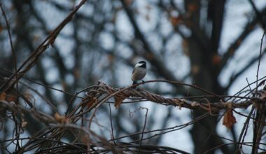 Vines That Attract Birds