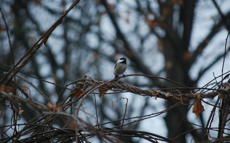 Vines That Attract Birds