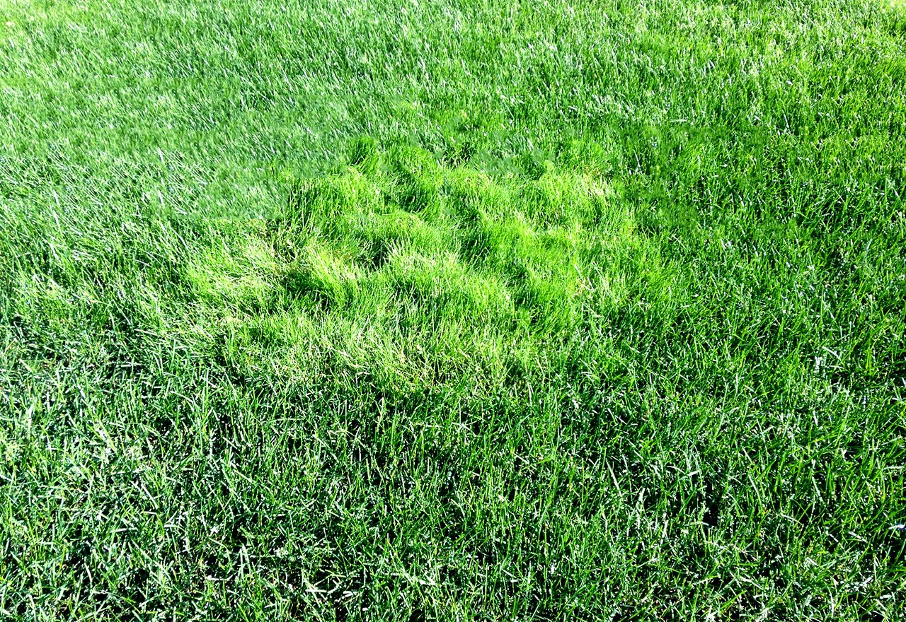 Bent Grass