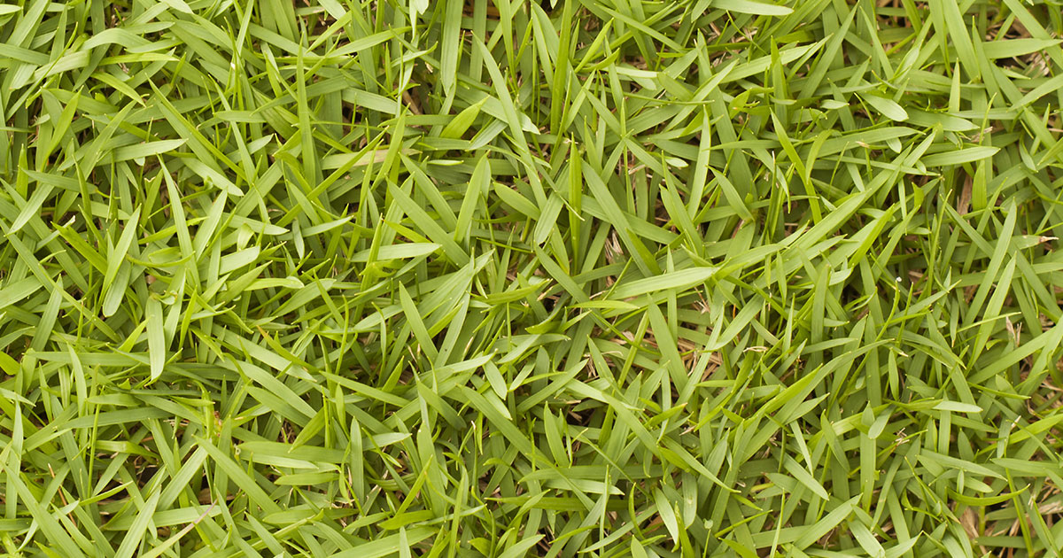 Bermuda Grass