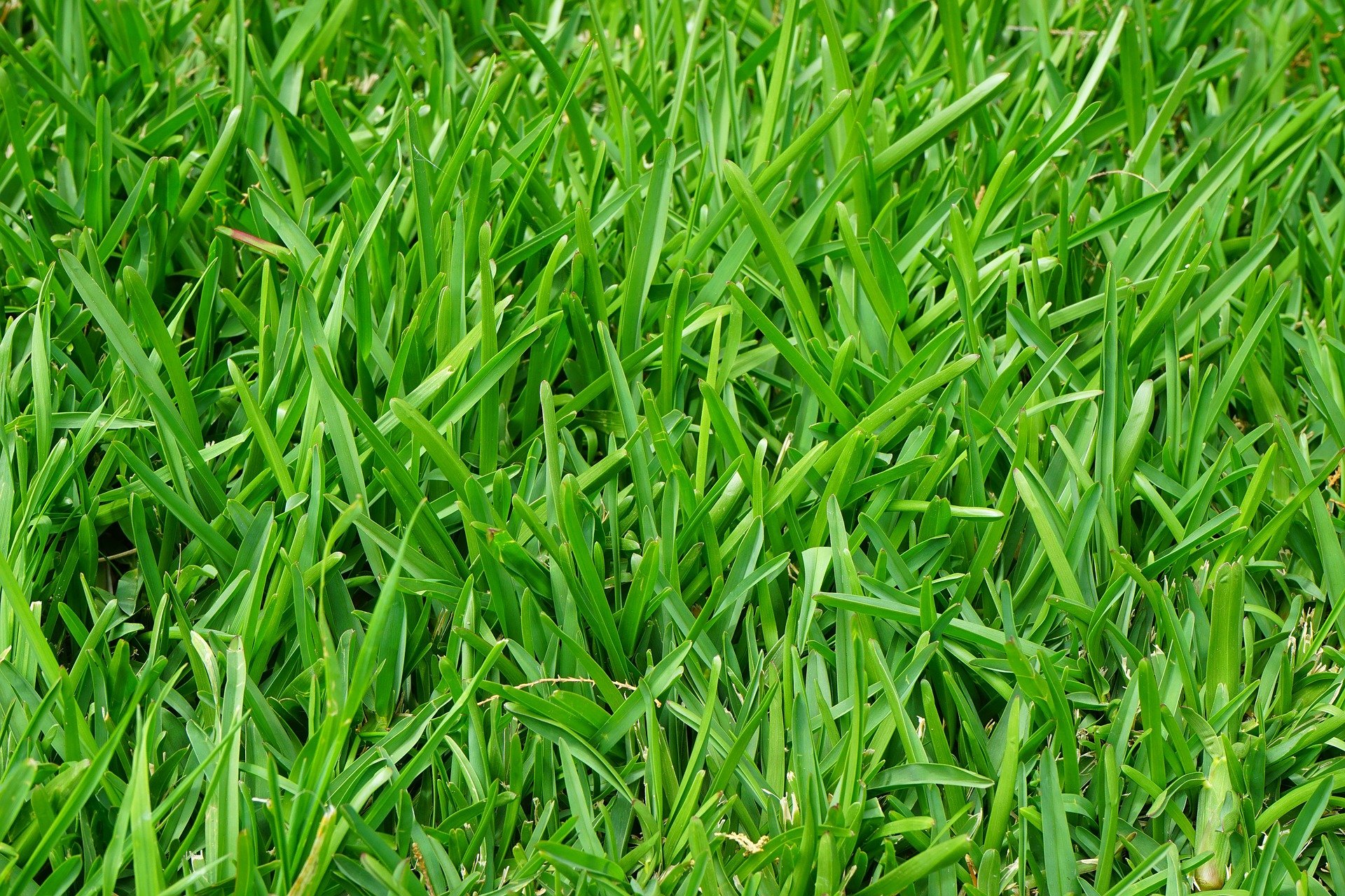 Ryegrass