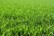 12 Different Types of Grass for the Perfect Lawn