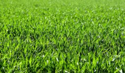 Types of Grass for Your Lawn