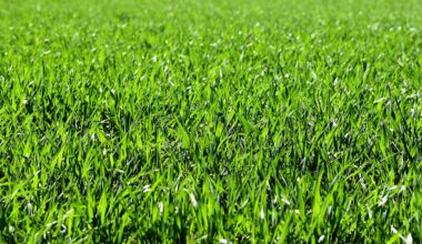 Types of Grass for Your Lawn