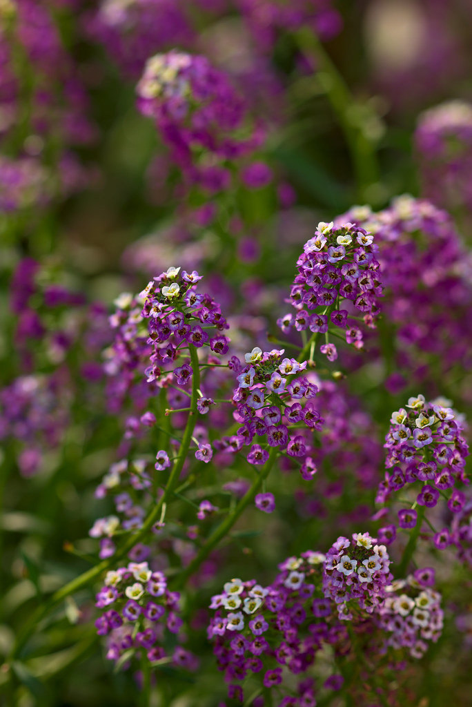 Alyssum