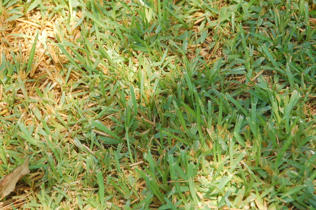 Buffalo Grass