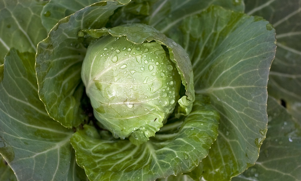 cabbage