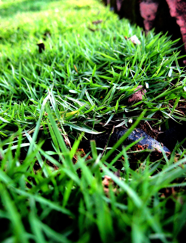Carpet Grass