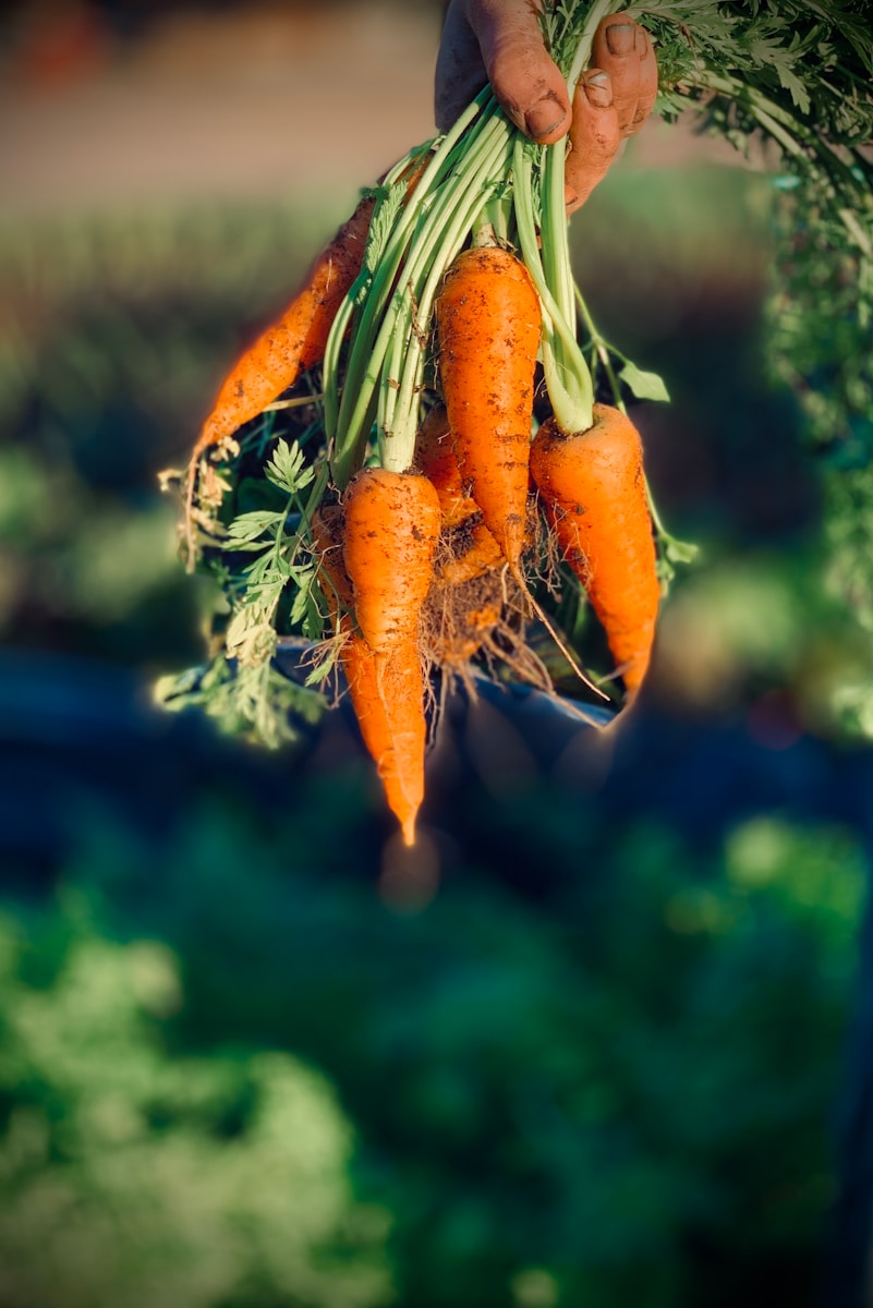 Carrots