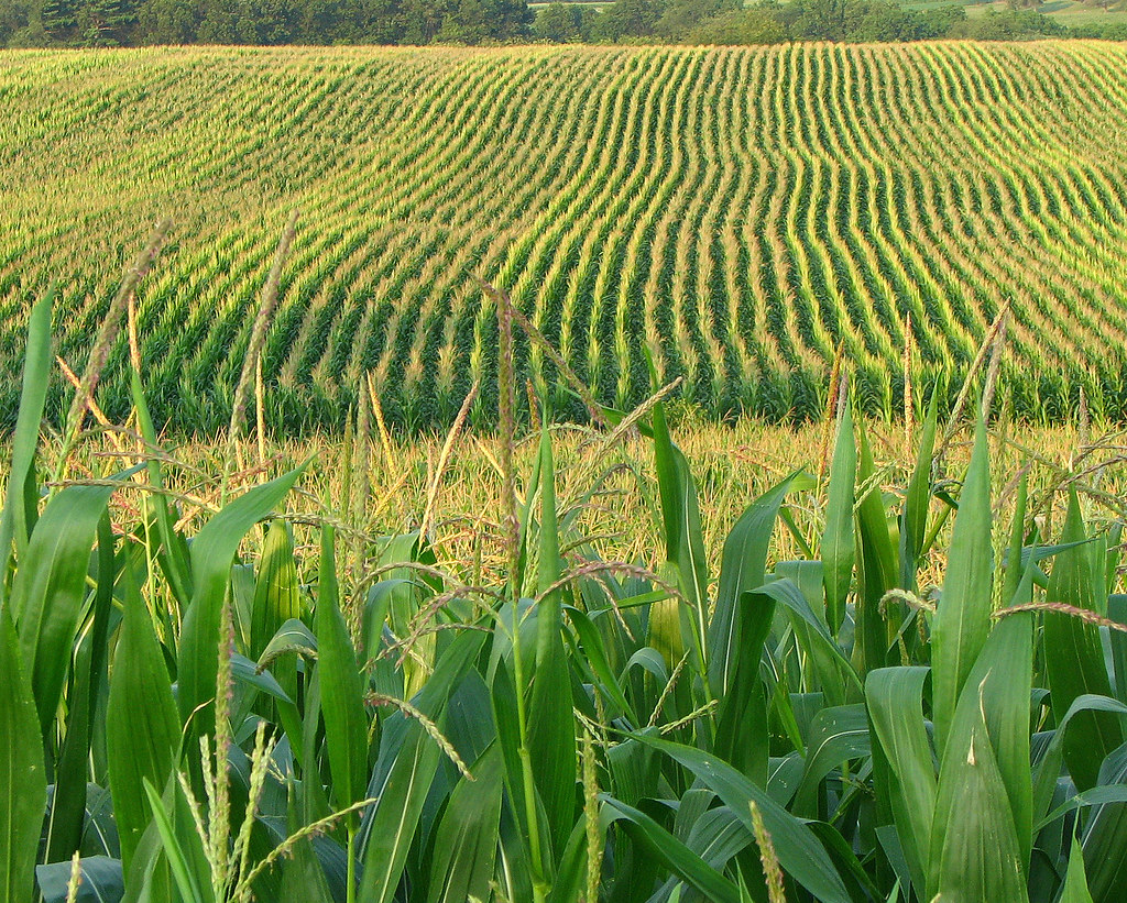 Corn