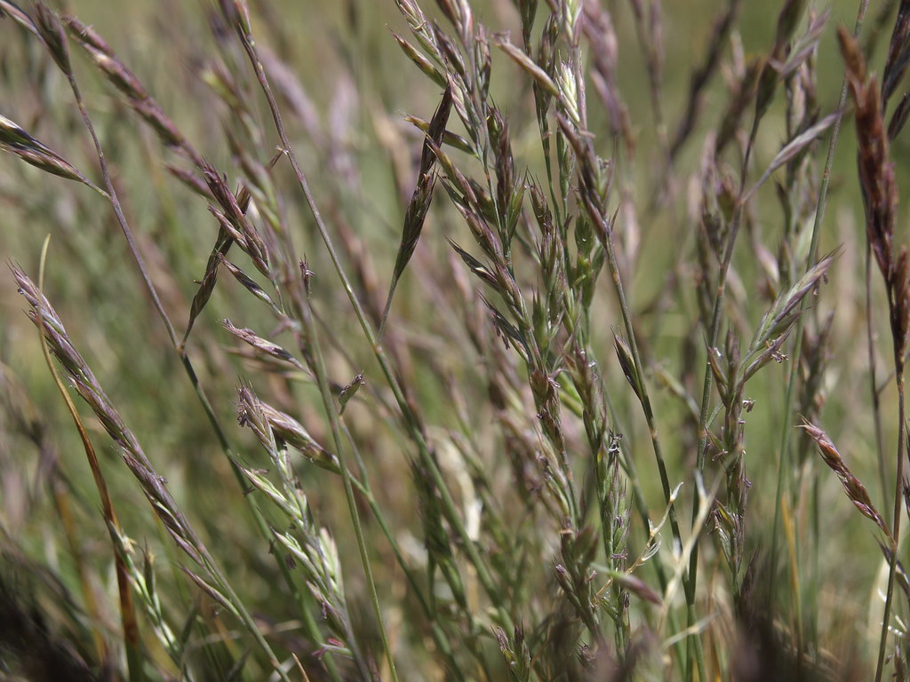 Fescue