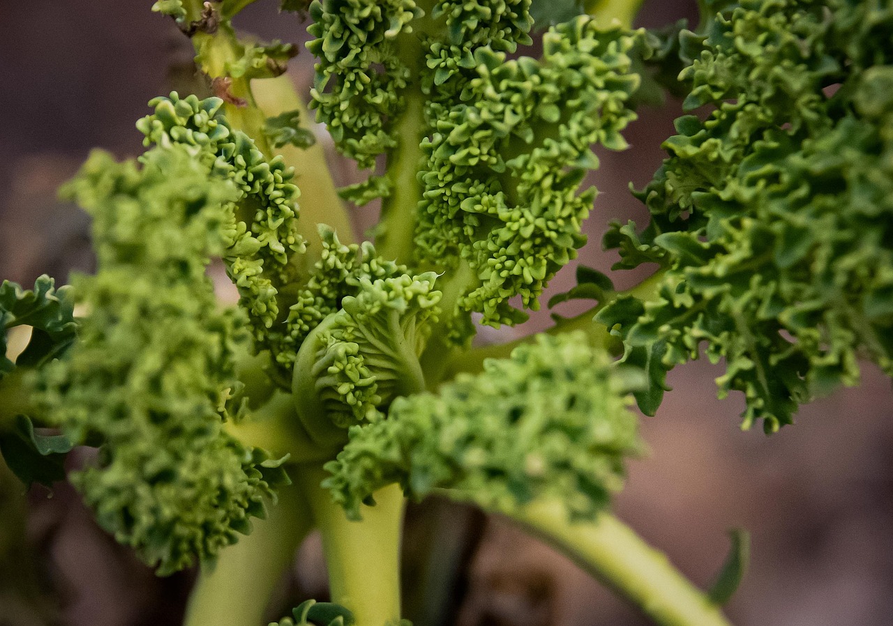 kale