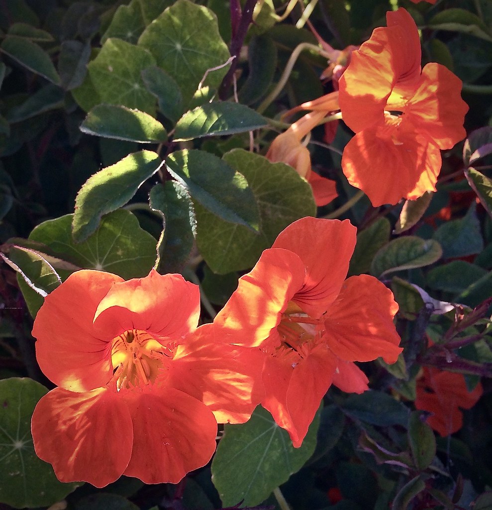 Nasturtiums