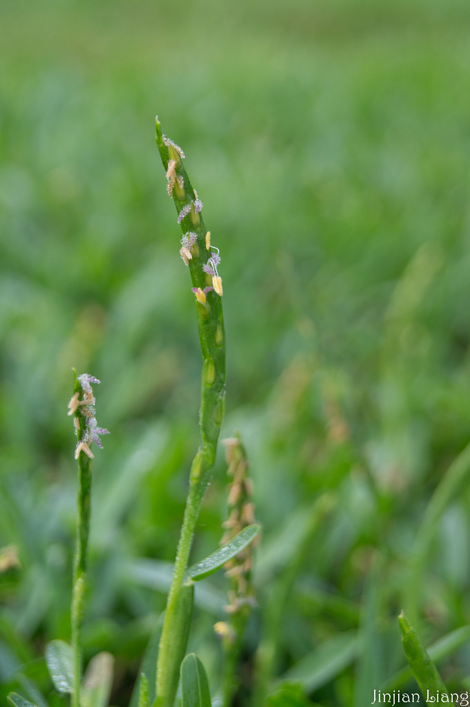 St. Augustine Grass