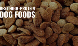 Best High Protein Dog Food