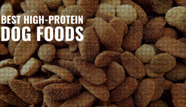 Best High Protein Dog Food